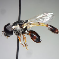 Syritta flaviventris